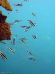 Trachinops taeniatus