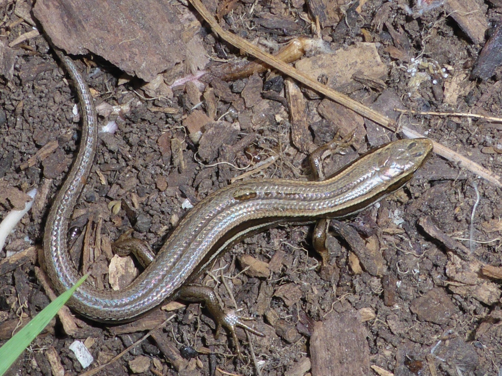 McCann’s Skink in January 2016 by Mike Bowie. Grass skink under wooden ...