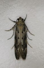 Coleotechnites coniferella