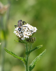 Ammophila sabulosa