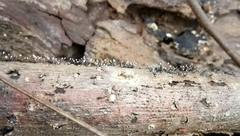 Fungi