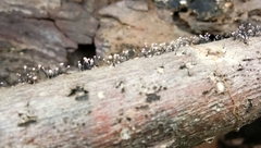 Fungi