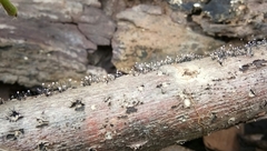 Fungi
