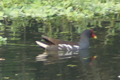 Gallinula chloropus