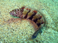 Eupetrichthys angustipes