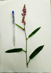 Tadehagi triquetrum