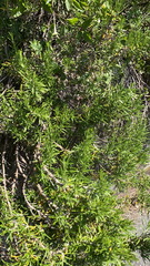 Salvia rosmarinus