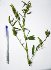 Tadehagi triquetrum