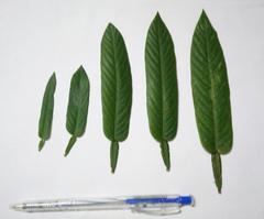 Tadehagi triquetrum