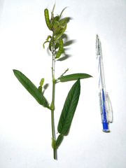 Tadehagi triquetrum