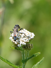 Ammophila sabulosa