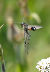 Ammophila sabulosa