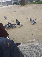 Columba livia domestica