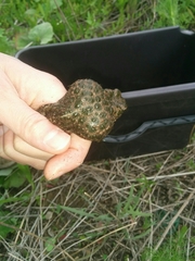 Bufotes viridis