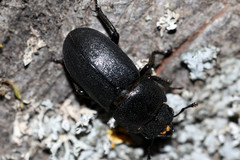 Dorcus parallelipipedus