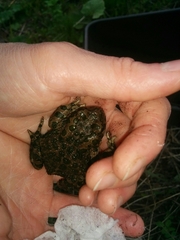 Bufotes viridis