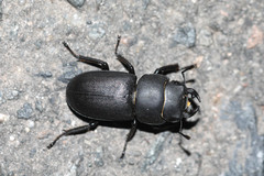 Dorcus parallelipipedus