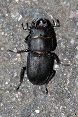 Dorcus parallelipipedus
