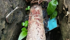 Fungi