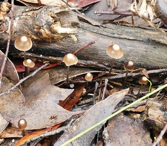 Mycena albidofusca