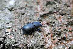 Dorcus parallelipipedus