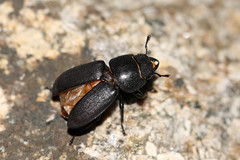 Dorcus parallelipipedus