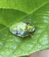 Eurypepla calochroma