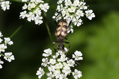 Judolia cerambyciformis