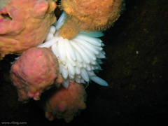 Pyura spinifera