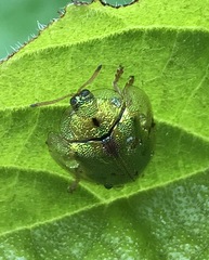 Eurypepla calochroma