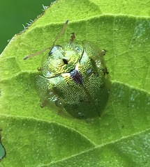 Eurypepla calochroma