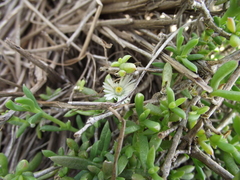 Delosperma uncinatum
