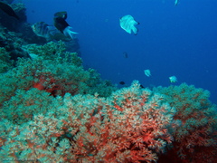 Amblyglyphidodon leucogaster