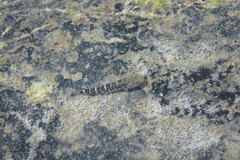 Chaenogobius annularis