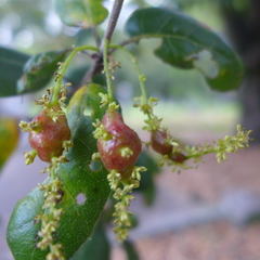Callirhytis congregata