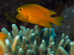 Porites cylindrica