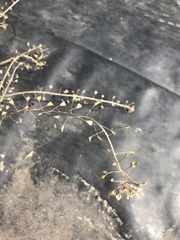 Capsella bursa-pastoris
