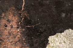 Cryptostroma