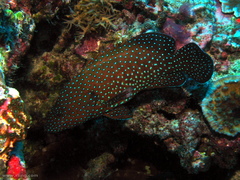 Cephalopholis cyanostigma