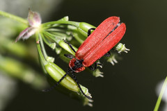 Lygistopterus sanguineus