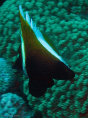 Heniochus varius