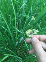 Carex acutiformis