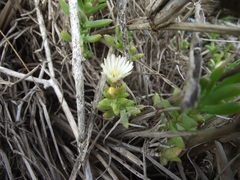 Delosperma uncinatum