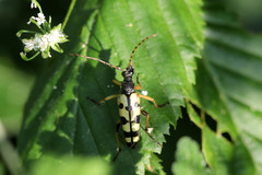 Rutpela maculata