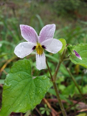 Viola ocellata