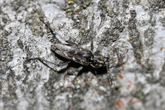 Xylotrechus rusticus