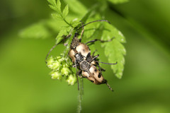 Judolia cerambyciformis