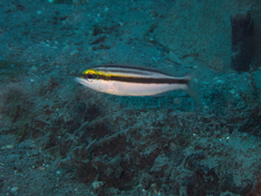 Scolopsis affinis