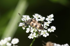 Judolia cerambyciformis