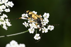 Rutpela maculata